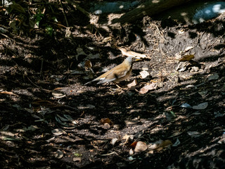 Pale thrush eating on forest floor 6