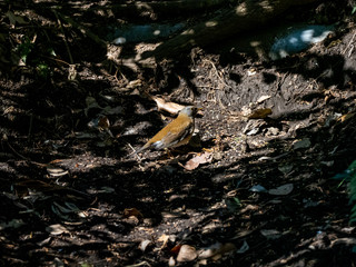 Pale thrush eating on forest floor 7