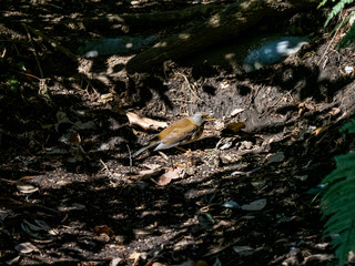 Fototapeta premium Pale thrush eating on forest floor 9
