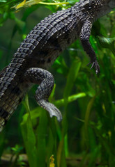 Young Crocodile in Water