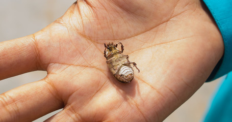 closeup the female beetle (Polyphylla alba)