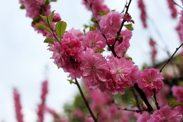 Obraz premium Cherry blossom