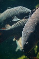 fish in the water