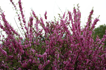 Fototapeta premium Cherry blossom