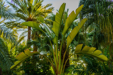 Palms in the botanical garden in the city of Elche. Alicante province. Spain