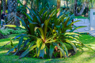 Obraz premium Palms in the botanical garden in the city of Elche. Alicante province. Spain