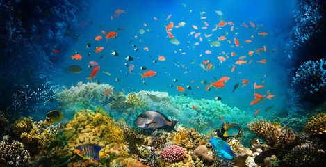 Naklejka na ściany i meble Underwater world. Coral fishes of Red sea. Egypt