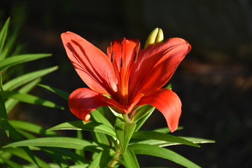 Obraz premium A red tiger lily flower in the sunshine