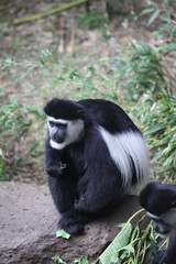Black and White Monkey