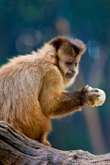 Capuchin Monkey Eating