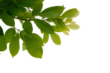 Fototapeta na wymiar Green tree branch isolated on white background, nature leaf frame.