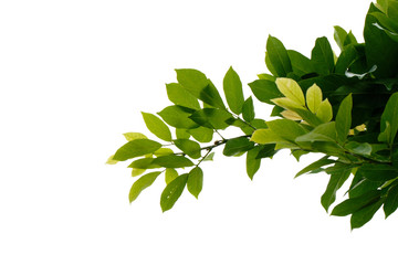 Green tree branch isolated on white background, nature leaf frame.