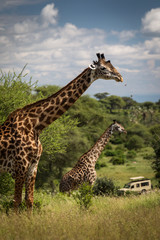 Naklejka na ściany i meble Beatiful girrafe during safari in Tarangire National Park, Tanzania..