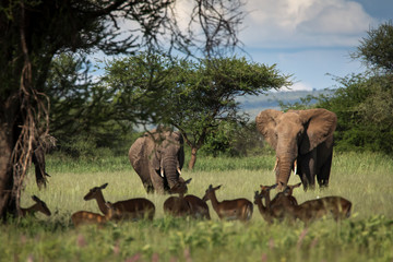 Fototapeta premium Beautiful elephants and impalas during safari in Tarangire National Park, Tanzania with trees in background.