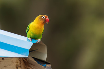 Beautiful colourful lovebirds playing at the roof of the house.