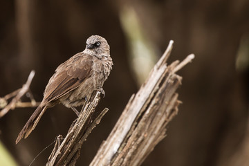Rufous- Tailed Weaver in Ngorongoro national park Tanzania.
