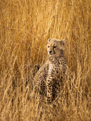 Fototapeta na wymiar Cheetah cubs in the grass during safari at Serengeti National Park in Tanzania. Wild nature of Africa..