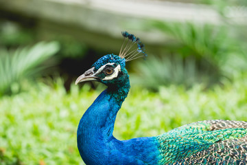 Obraz premium Beautiful peacock with spread wings. Zoo, tropical reserve