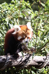 red panda in tree