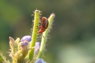 Leaf beetle - Red little beetles in the wild