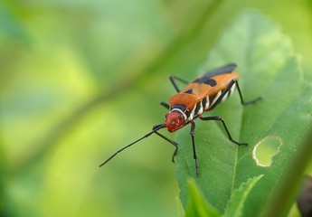 Naklejka premium Red Cotton Bug (Dysdercus cingulatus) - Red Cotton Bug isolated, Close up detail of Red Cotton Bug
