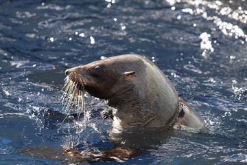 sea lion in the water