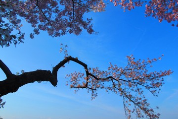 cherry blossoms in the sky 
