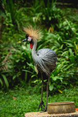 Beautiful birds at tropical zoo. Natural background