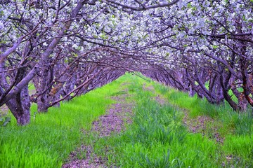 White blossoms on old Apple fruit trees in the orchard in early spring. Row of apple trees with green grass and in Provo Utah, USA.