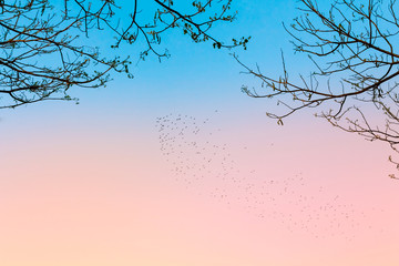 Bird in blue and pink color sky with dry bush tree