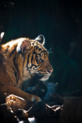 portrait of a bengal tiger