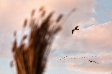 Birds flying over clouds with reed out of focus