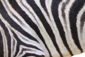 Fototapeta na wymiar Zebra Skin Pattern