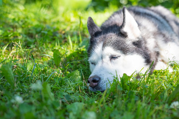 Portrait of happy and beautiful grey and white dog breed siberian husky sleeping, lying in the...