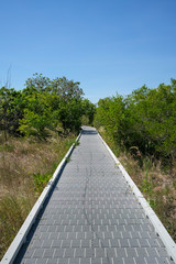 Fototapeta na wymiar The plastic board walk at East Point Nature Reserve in Darwin, Northern Territory, Australia.