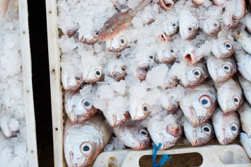 Box with frozen fish, Essaouira market, Morocco 