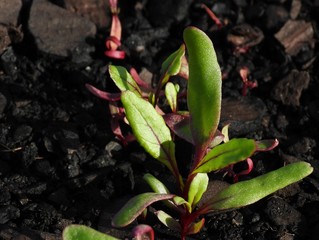 close up of a vegetable seedling plant
