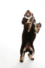 Cute poodle standing on hind legs on white background.