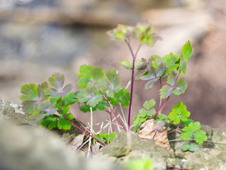 Plant on a Cliff