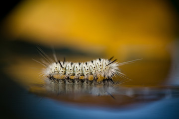 Close up hickory tussock caterpillar with reflection.