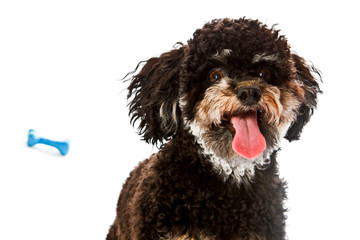 Happy poodle on white background with tongue out.