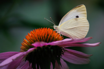 Closeup of moth on cone flower.