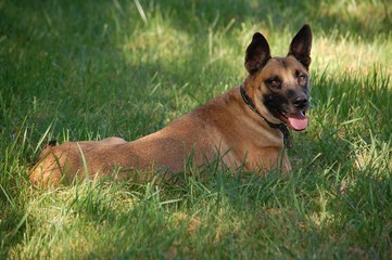 Dogs relaxing in a grassy field