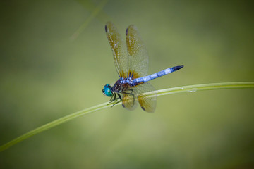 Closeup of dragonfly isolated on green background.