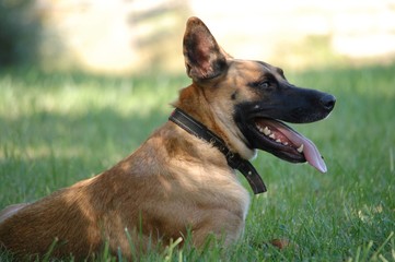 Dogs relaxing in a grassy field