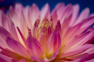 Pink and yellow flower on blue background.