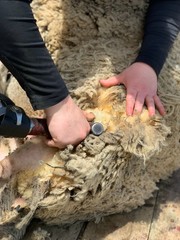 shearing the sheep