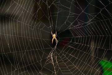 A large brown orb weaver spider on its web