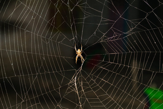 A large brown orb weaver spider on its web