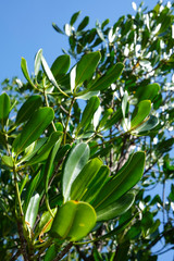 Mangrove leaves on a sunny day.